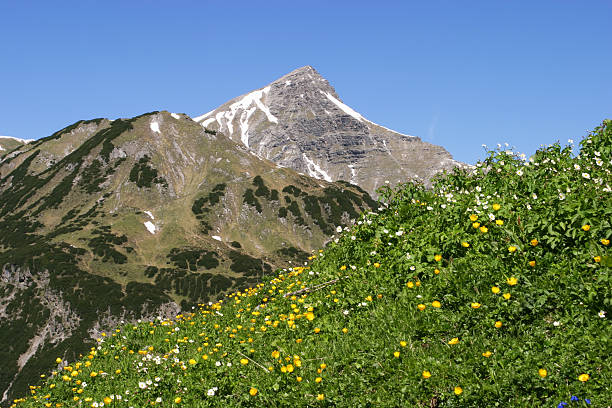 blooming meadow in the alps stock photo