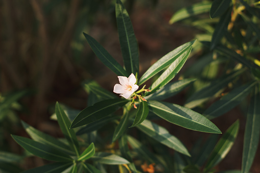 Blooming oleander in the italian garden. Soft focus on photo and author processing.