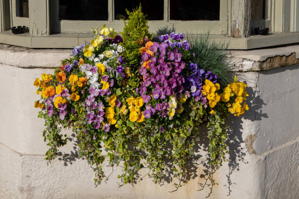 Blooming pansy violet flowers in a window box stock photo