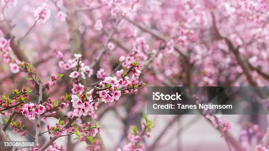 istock Blooming peach cherry flowers on the trees branches. 1300843088