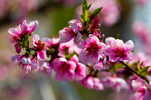 Blooming peach trees in early spring