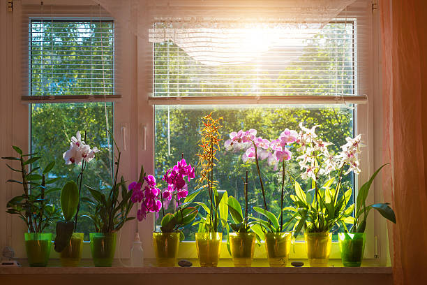 blooming Phalaenopsis Orchids on window blooming Phalaenopsis and Cambria orchid in flower pot. Also called Malaysian flower. Backlit with sun. orchid bloom interior stock pictures, royalty-free photos & images