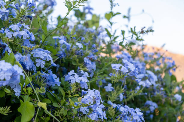 Blooming plumbago auriculata or cape leadwort plant, blue sky background stock photo