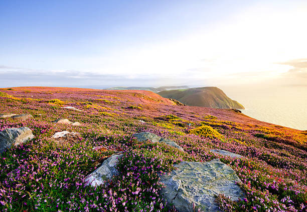Blooming Purple Heather, Cliffs and Sea. Isle of Man stock photo