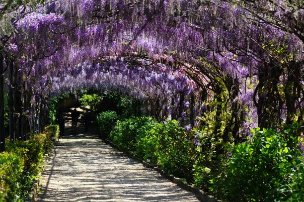 Wisteria Tree Backgrounds Stock Photos, Pictures & Royalty-Free Images ...