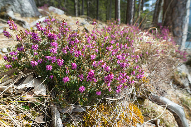 Blooming Spring heather in the Bavarian Alps stock photo