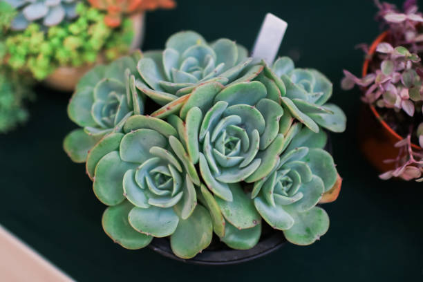 Blooming succulent Echeveria elegans is a species of flowering plant in the Crassulaceae family, native to semi-desert habitats.Top view.Green nature background.  caenorhabditis elegans stock pictures, royalty-free photos & images