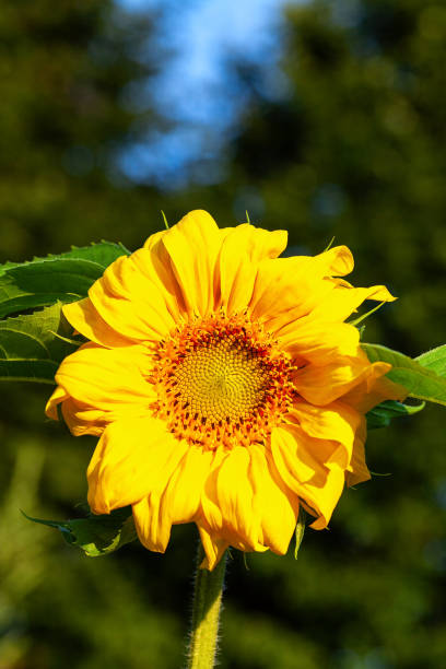Blooming sunflower - a picturesque element of landscape design stock photo