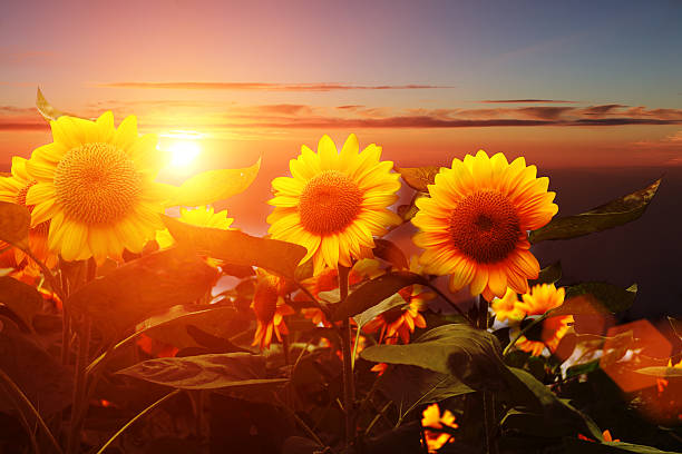 blooming sunflowers on a background sunset stock photo