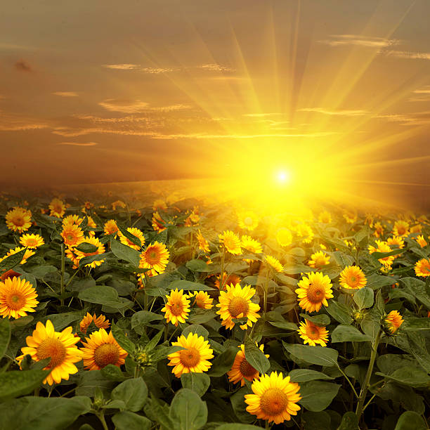 blooming sunflowers on a background sunset stock photo