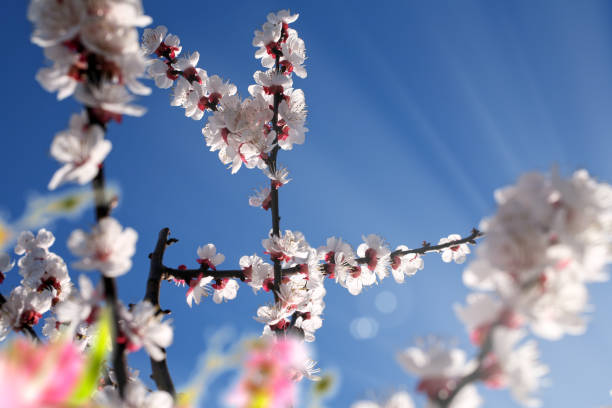 blooming tree branches in springtime stock photo