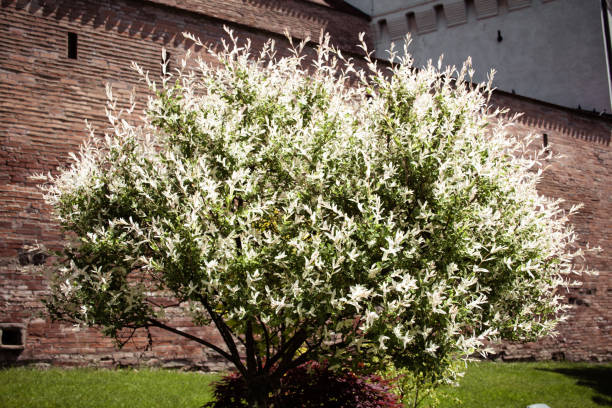 Blooming tree white flowers near citadel summer time stock photo