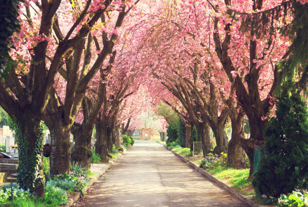 bloeiende bomen in het voorjaar - bloesem stockfoto's en -beelden