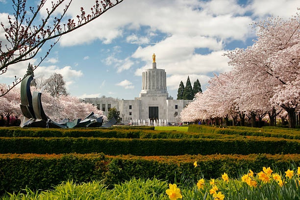 Blooming trees near Oregon State Capitol Salem, Oregon, USA - March 21st, 2014. Blooming season in Oregon. State Capitol with blooming sakura  trees in sunny day oregon state capitol stock pictures, royalty-free photos & images