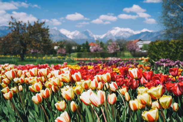 Blooming tulips flowers in Arboretum, Slovenia, Europe. Blooming tulips flowers in Arboretum, Slovenia, Europe.  Garden or nature park with Alps mountains on the background. Spring bloom arboretum stock pictures, royalty-free photos & images