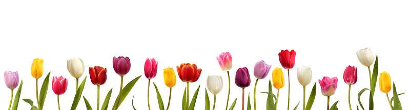 Colorful blooming tulips border. Blooming tulips of different colors isolated on white background