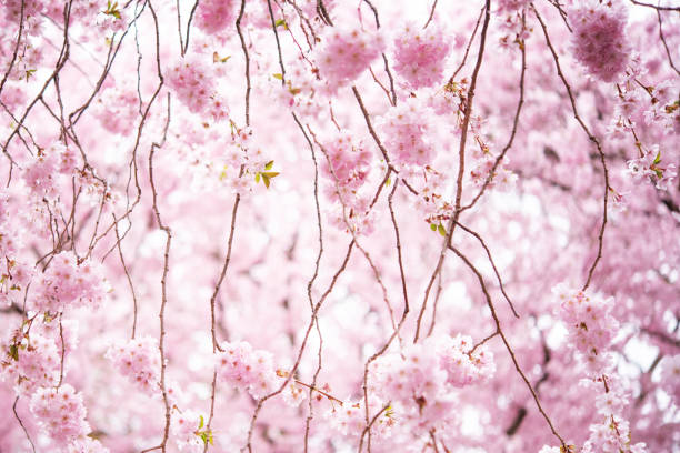 Blooming weeping cherry stock photo