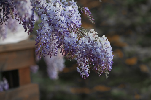 Blooming wisteria trees in the garden at spring.