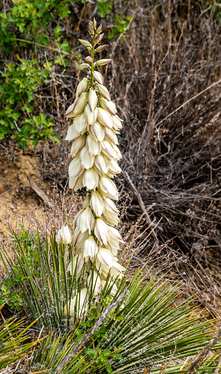 Blooming Yucca plant in Chaco Culture National Historical Park in New Mexico
