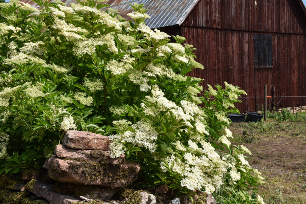 Blossom elderflowers by an old barn stock photo