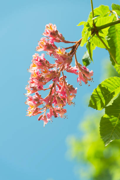 Blossom flower of common horse-chestnut in sunlight in front of blue sky, Bavaria, Germany stock photo