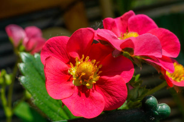 Blossom of a fragaria ananassa strawberry plant stock photo