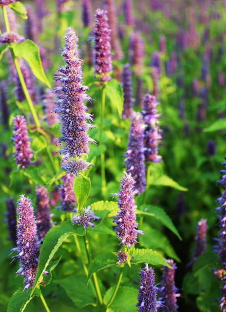 Blossom  of giant Anise hyssop (Agastache foeniculum) in a summer garden. stock photo