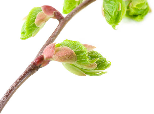 Blossom out linden (lime) tree Leaves stock photo
