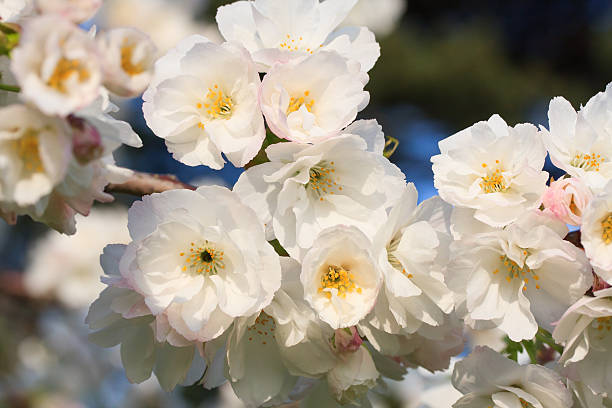 Blossom stock photo