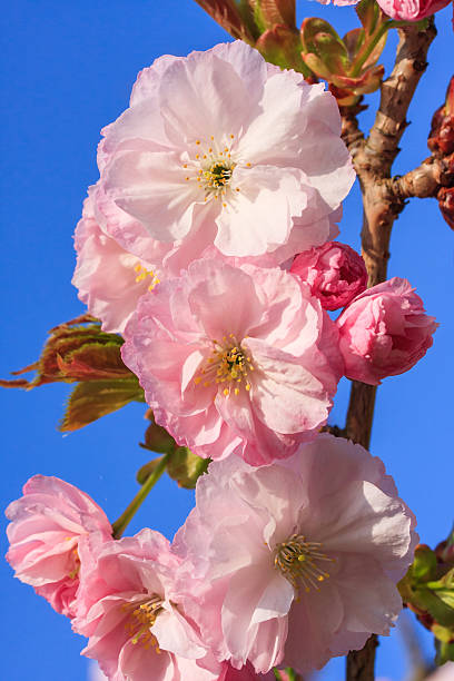 Blossom stock photo