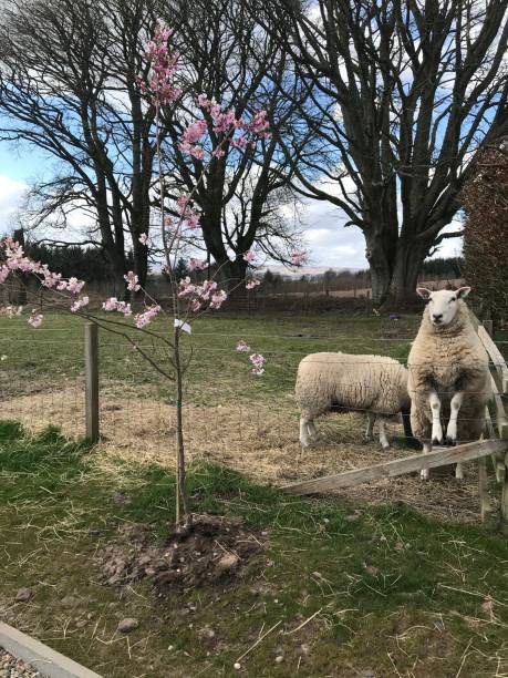 Blossom sheep stock photo