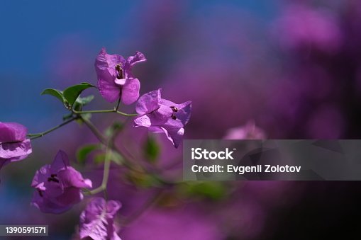 istock A blossomed branch of tropical tree 1390591571