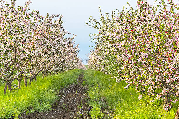 Blossoming apple orchard in May evening stock photo