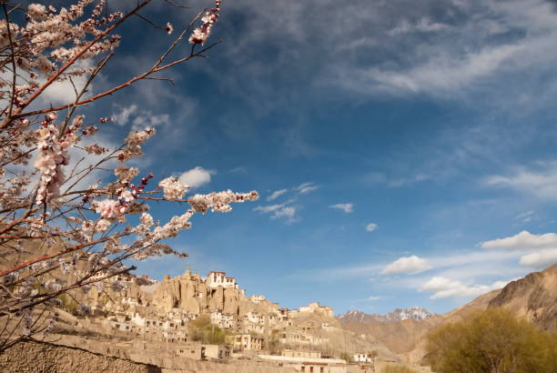 Blossoming apricot branches on Lamayuru village background, India. Blossoming apricot branches on Lamayuru village background, India. lamayuru stock pictures, royalty-free photos & images