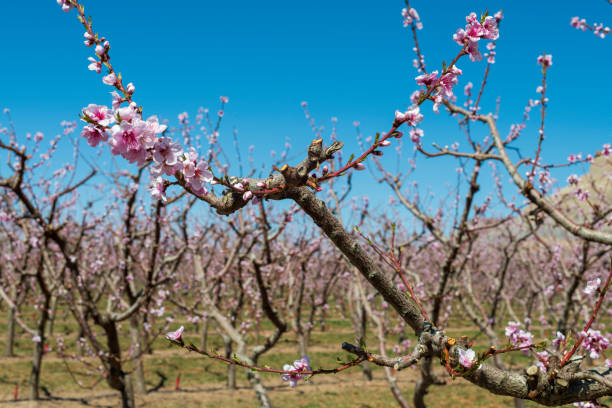 Blossoming peach branch against a blue sky with soft focus orchard stock photo