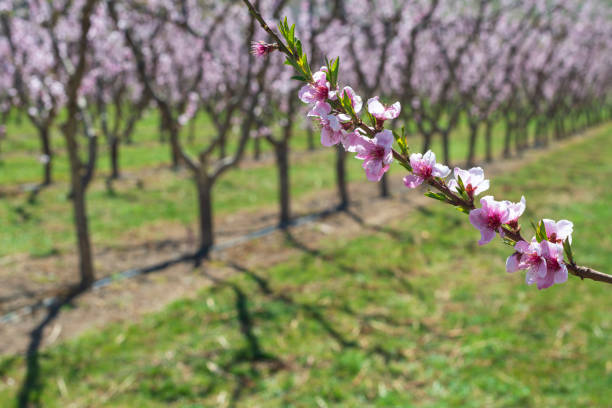 Blossoming Peach Branch with soft focus orchard stock photo
