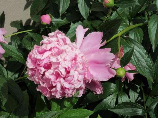 Blossoming pink peony with lush green leaves stock photo