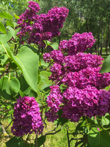 Blossoming purple lilac in the garden. Close-up. stock photo