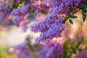 istock Blossoming purple lilacs in the spring. Selective soft focus, shallow depth of field. Blurred image, spring background. 1302678365