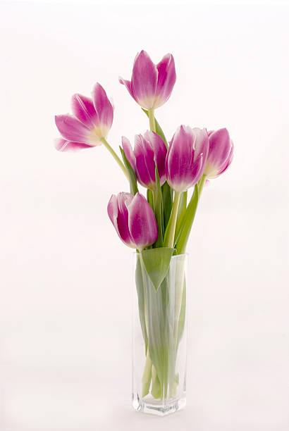 Blossoming Tulips stock photo