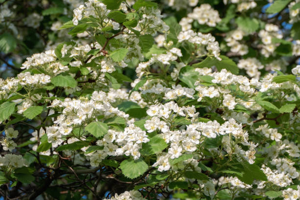 Blossoming White hawthorn bush - Crataegus, Quickthorn, Thornapple, May-tree or Hawberry in bloom stock photo