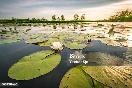 istock Blossoming white water lilly in a sunset over a nature reserve 1007157460