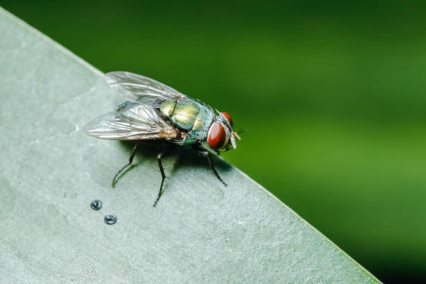 Blow fly on the leaves Blow fly on the leaves can be found in communities that have sewage. carrion stock pictures, royalty-free photos & images