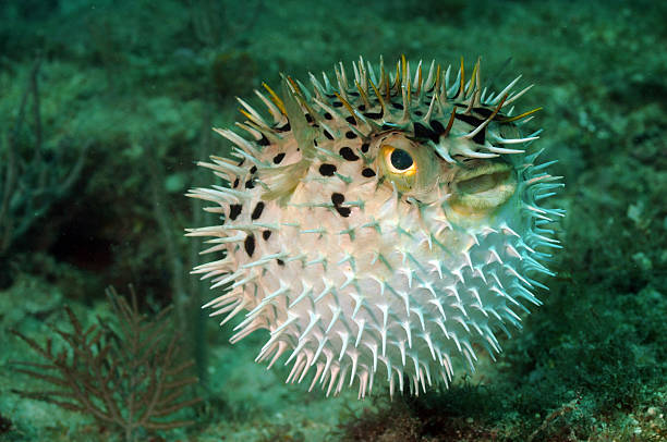 Blowfish or puffer fish in ocean stock photo