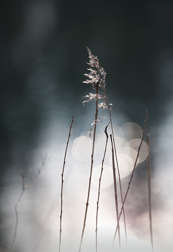 blowing water sedge with bokeh at back light on the lake