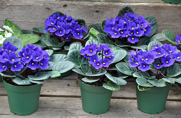 Blue african violets Pots of pretty blue african violet flowers african violet photos stock pictures, royalty-free photos & images