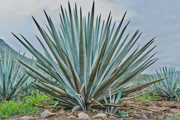 blaue agavenplantage auf dem feld zur herstellung von tequila - pineapple plantation stock-fotos und bilder