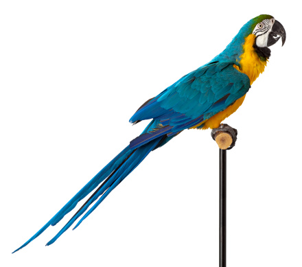 Blue and Gold Macaw Parrot turned profile, the black stand can be cloned out to have the bird perched on just the branch.