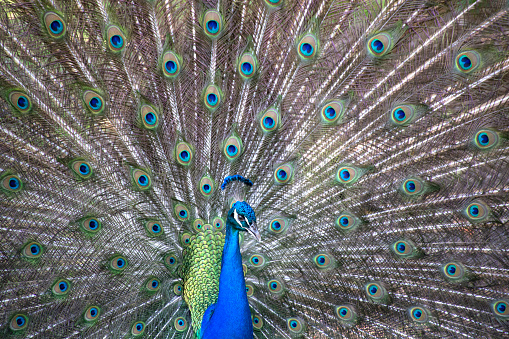 Blue and green beautiful peacock, closeup. Colorful peacock feathers as a background . High quality photo