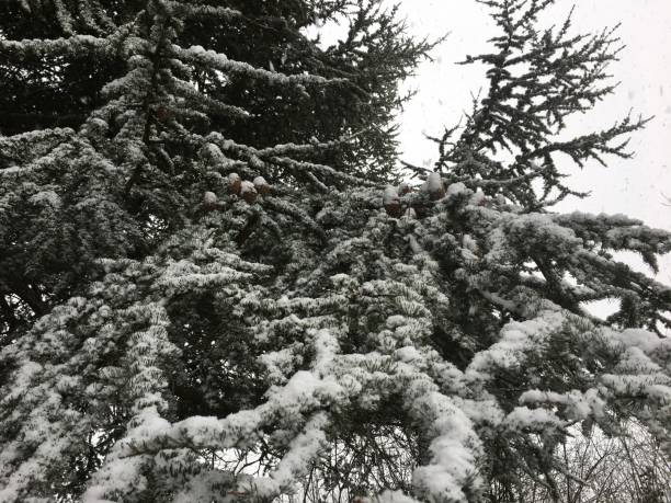 Blue atlas cedar - Branches, twigs & leaves in the snow stock photo